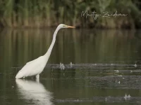 Grote Zilverreiger [Casmerodius albus]